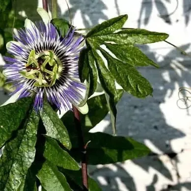 Toffee Blue Passion Flower | Wide Cuff